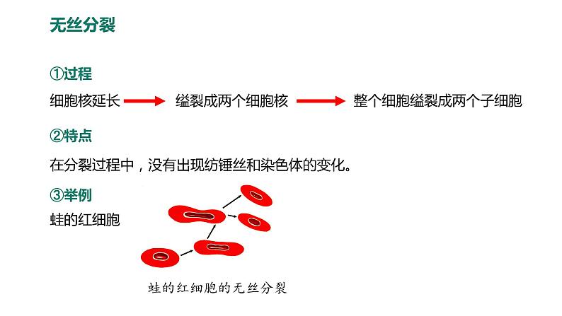 6.1.2 动物细胞的有丝分裂、真核细胞的无丝分裂及观察根尖分生区组织细胞的有丝分裂课件PPT07