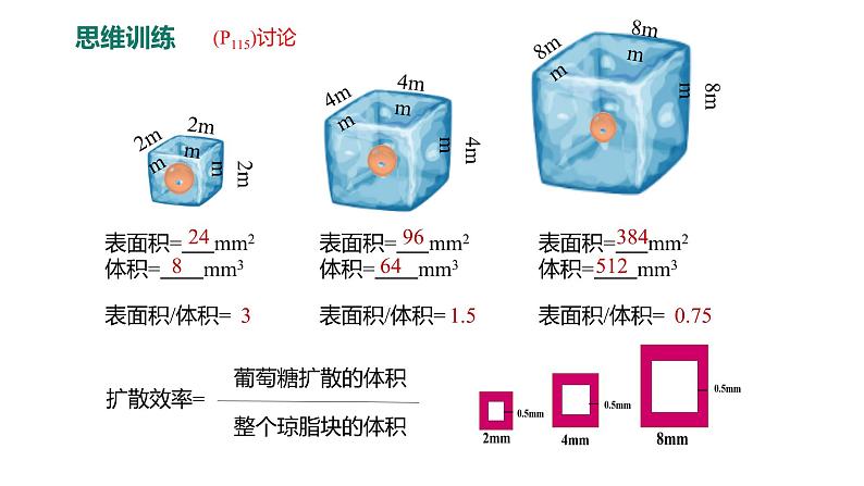 6.1.2 动物细胞的有丝分裂、真核细胞的无丝分裂及观察根尖分生区组织细胞的有丝分裂课件PPT08