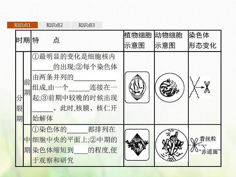 高中生物学考复习专题第三单元细胞的生命历程7细胞通过分裂增殖课件第6页