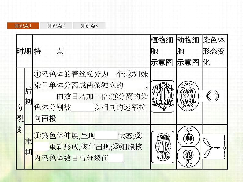 高中生物学考复习专题第三单元细胞的生命历程7细胞通过分裂增殖课件第7页