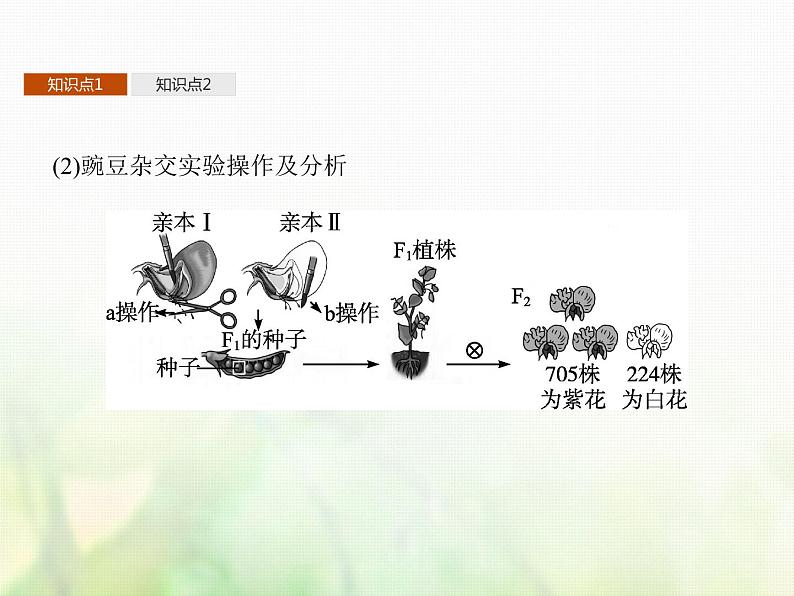 高中生物学考复习专题第四单元遗传的基本规律9分离定律课件第6页