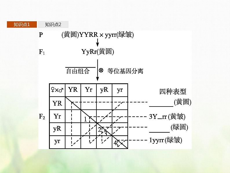 高中生物学考复习专题第四单元遗传的基本规律10自由组合定律课件06