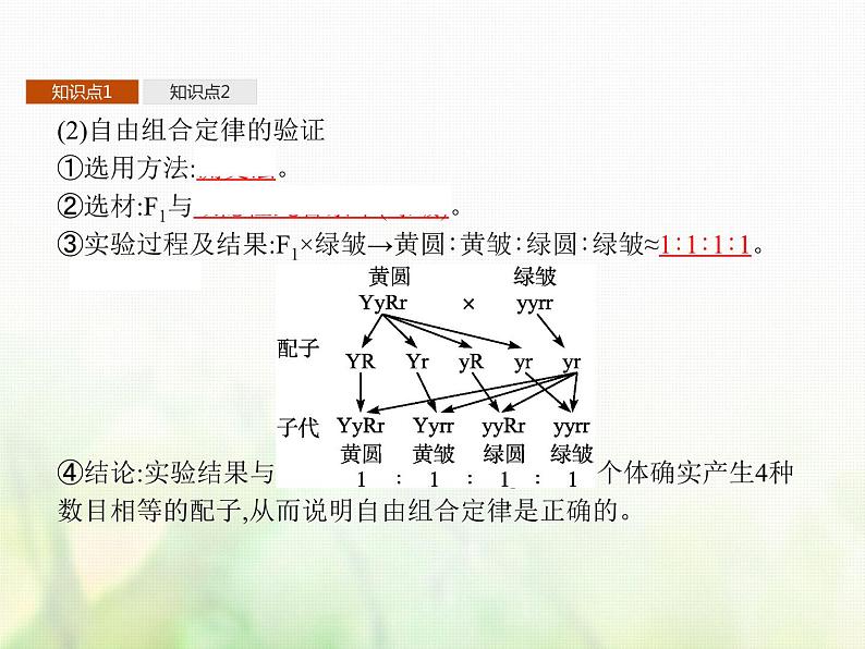 高中生物学考复习专题第四单元遗传的基本规律10自由组合定律课件07