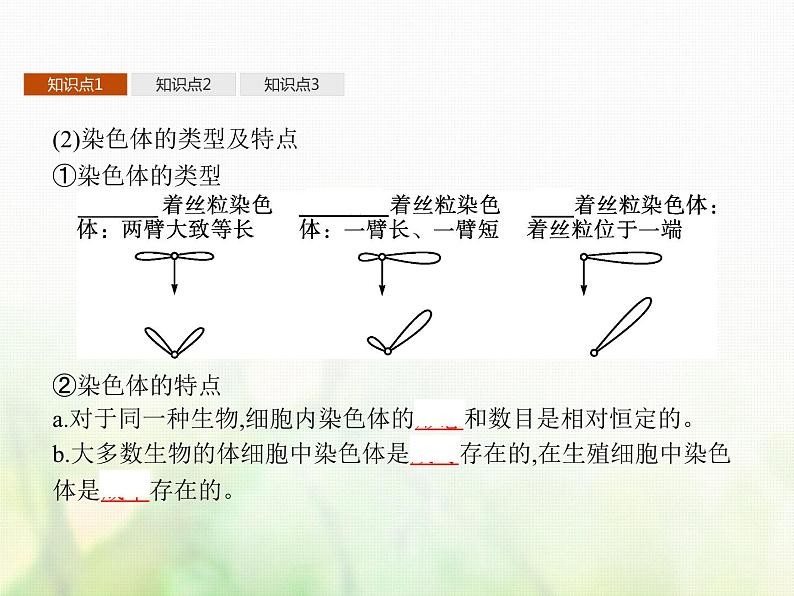 高中生物学考复习专题第五单元染色体与遗传11减数分裂与受精作用课件第4页