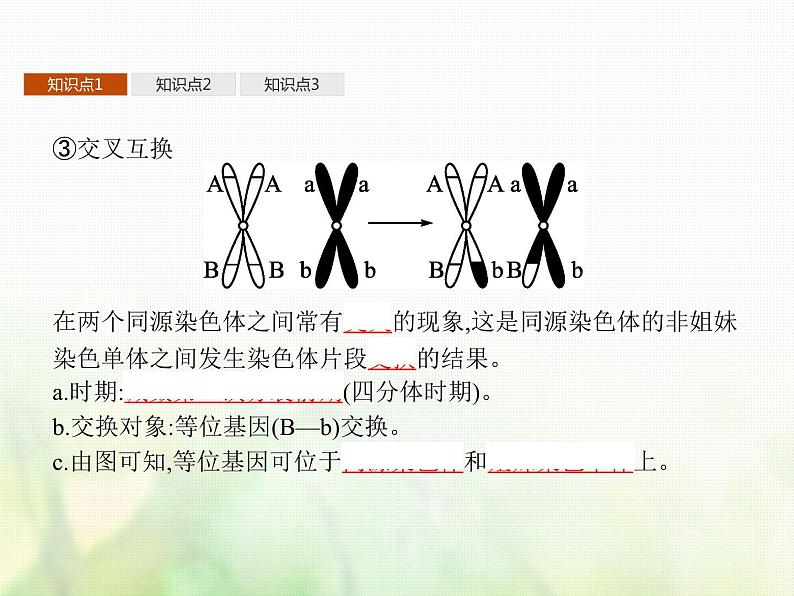 高中生物学考复习专题第五单元染色体与遗传11减数分裂与受精作用课件第8页