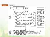 高中生物学考复习专题第六单元遗传的分子基础14DNA的分子结构与复制课件