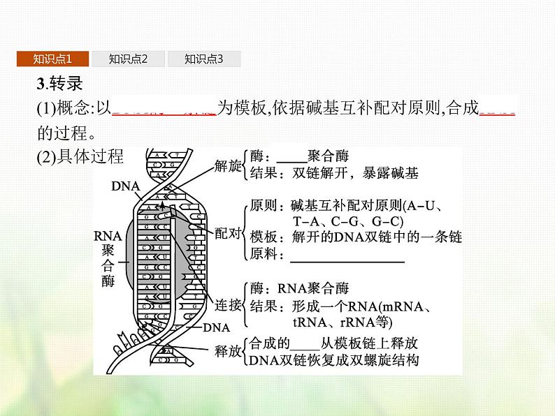 高中生物学考复习专题第六单元遗传的分子基础15基因控制蛋白质合成与表观遗传课件05