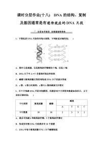 2024届人教版高考生物一轮复习DNA的结构、复制及基因通常是有遗传效应的DNA片段作业含答案