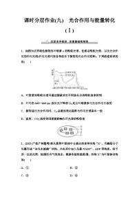 2024届人教版高考生物一轮复习光合作用与能量转化(Ⅰ)作业含答案