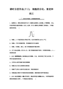 2024届人教版高考生物一轮复习细胞的分化、衰老和死亡作业含答案