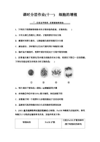 2024届人教版高考生物一轮复习细胞的增殖作业含答案