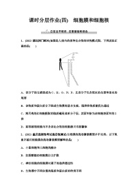 2024届人教版高考生物一轮复习细胞膜和细胞核作业含答案