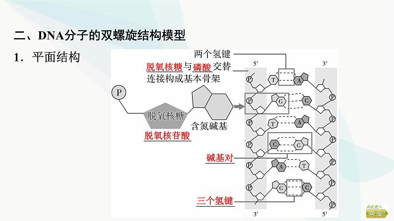 2024届苏教版高考生物一轮复习DNA分子的结构和复制课件第6页