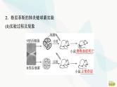 2024届苏教版高考生物一轮复习DNA是主要的遗传物质课件