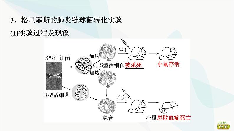 2024届苏教版高考生物一轮复习DNA是主要的遗传物质课件第7页