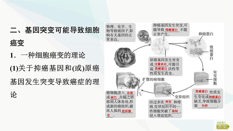 2024届苏教版高考生物一轮复习基因突变和基因重组课件08