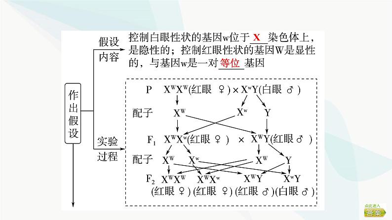 2024届苏教版高考生物一轮复习基因位于染色体上及人类遗传病课件第7页