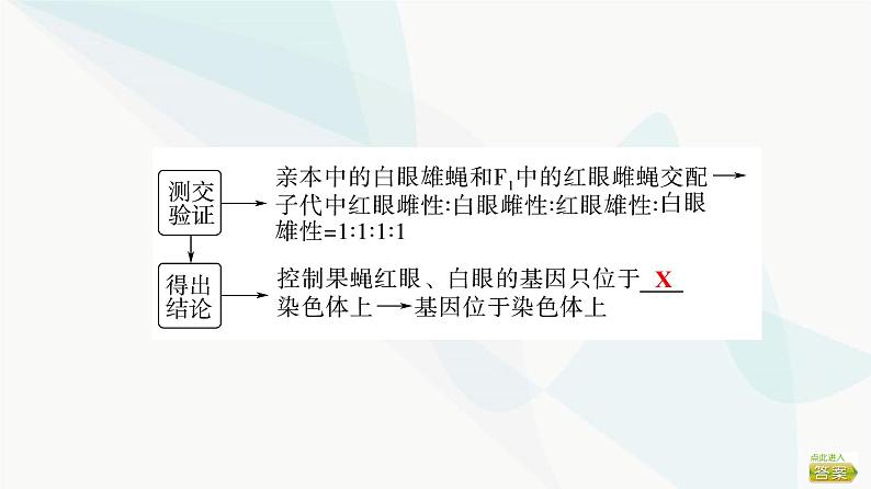 2024届苏教版高考生物一轮复习基因位于染色体上及人类遗传病课件第8页