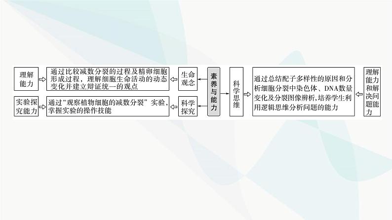 2024届苏教版高考生物一轮复习减数分裂和受精作用课件02