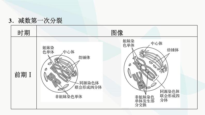 2024届苏教版高考生物一轮复习减数分裂和受精作用课件06