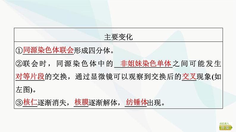 2024届苏教版高考生物一轮复习减数分裂和受精作用课件07