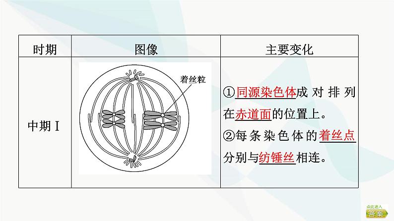 2024届苏教版高考生物一轮复习减数分裂和受精作用课件08