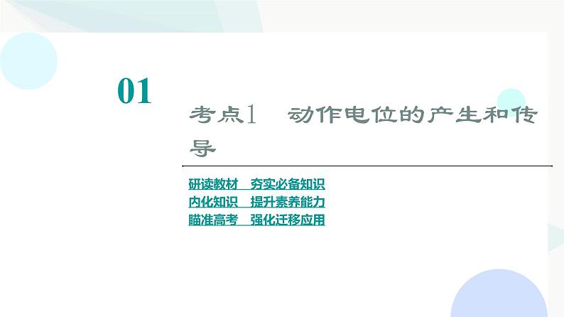 2024届苏教版高考生物一轮复习神经调节(2)课件第3页