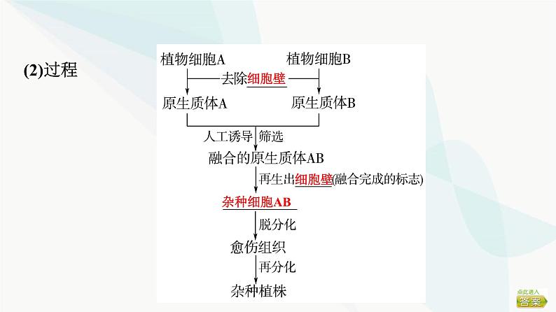 2024届苏教版高考生物一轮复习细胞工程课件06