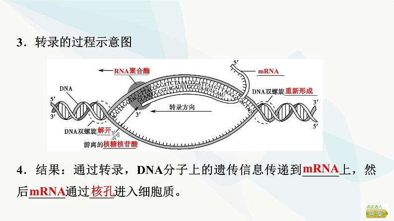 2024届苏教版高考生物一轮复习遗传信息控制生物的性状课件第6页