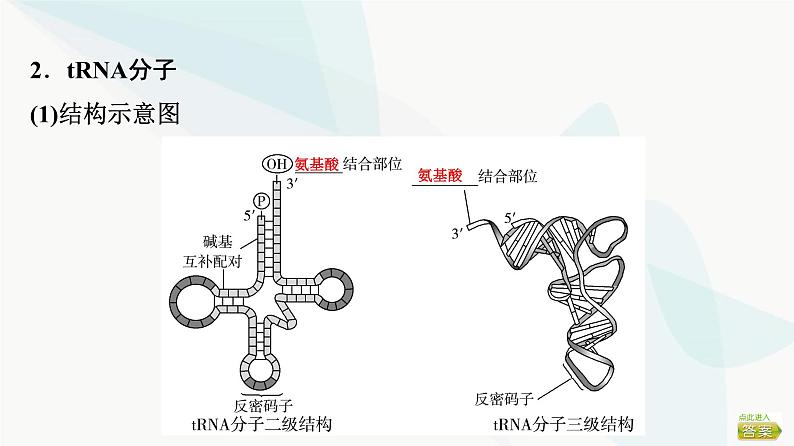 2024届苏教版高考生物一轮复习遗传信息控制生物的性状课件第8页