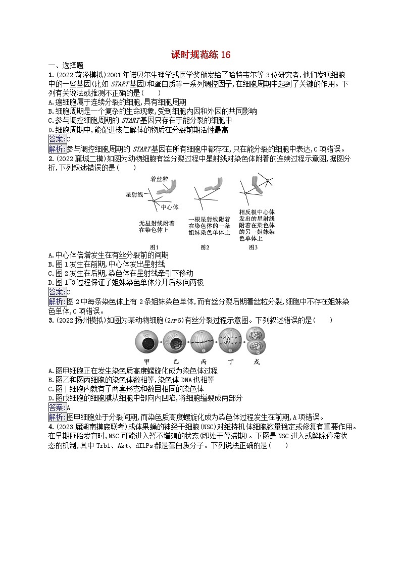 适用于新教材2024版高考生物一轮总复习课时规范练16细胞的增殖新人教版第1页