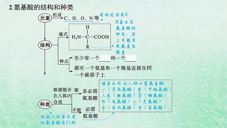 适用于新教材2024版高考生物一轮总复习第1单元细胞的概述细胞的分子组成第3讲蛋白质的结构与功能课件新人教版06