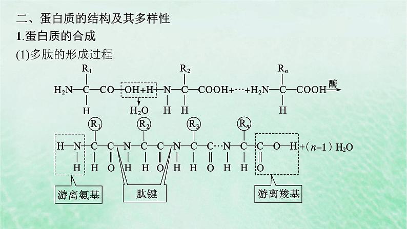 适用于新教材2024版高考生物一轮总复习第1单元细胞的概述细胞的分子组成第3讲蛋白质的结构与功能课件新人教版08