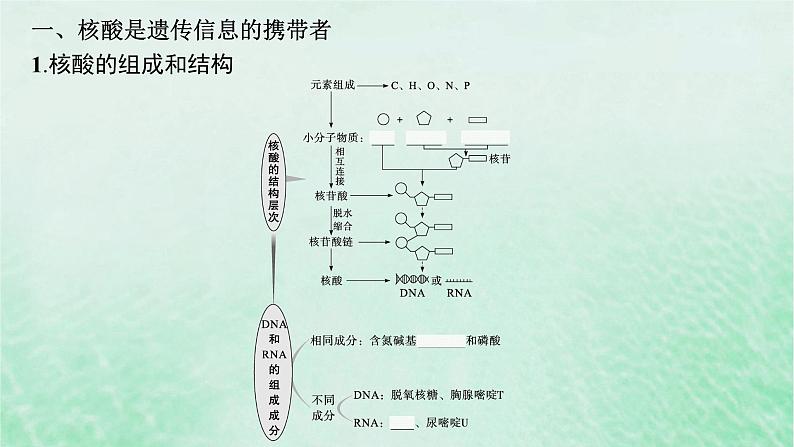 适用于新教材2024版高考生物一轮总复习第1单元细胞的概述细胞的分子组成第4讲核酸生物大分子的多样性及判定课件新人教版第5页