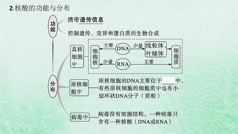 适用于新教材2024版高考生物一轮总复习第1单元细胞的概述细胞的分子组成第4讲核酸生物大分子的多样性及判定课件新人教版第6页