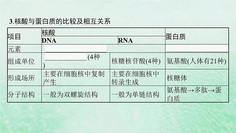 适用于新教材2024版高考生物一轮总复习第1单元细胞的概述细胞的分子组成第4讲核酸生物大分子的多样性及判定课件新人教版第7页