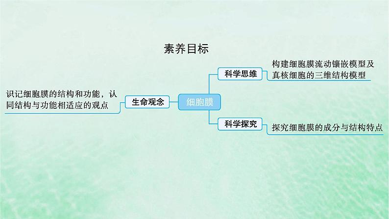 适用于新教材2024版高考生物一轮总复习第2单元细胞的基本结构及物质运输第5讲细胞膜课件新人教版第2页