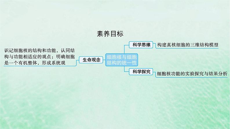 适用于新教材2024版高考生物一轮总复习第2单元细胞的基本结构及物质运输第7讲细胞核与细胞结构的统一性课件新人教版 (1)第2页