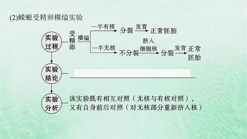 适用于新教材2024版高考生物一轮总复习第2单元细胞的基本结构及物质运输第7讲细胞核与细胞结构的统一性课件新人教版 (1)第6页