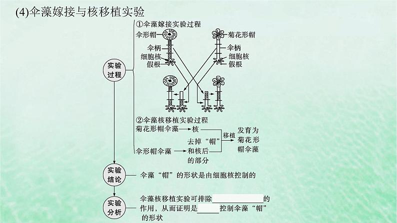 适用于新教材2024版高考生物一轮总复习第2单元细胞的基本结构及物质运输第7讲细胞核与细胞结构的统一性课件新人教版 (1)第8页