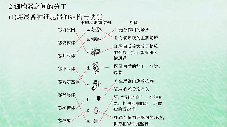 适用于新教材2024版高考生物一轮总复习第2单元细胞的基本结构及物质运输第6讲细胞器与生物膜系统课件新人教版第6页