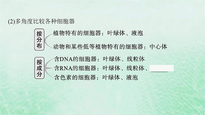 适用于新教材2024版高考生物一轮总复习第2单元细胞的基本结构及物质运输第6讲细胞器与生物膜系统课件新人教版第7页