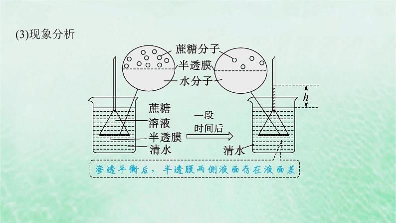 适用于新教材2024版高考生物一轮总复习第2单元细胞的基本结构及物质运输第8讲水进出细胞的原理课件新人教版06