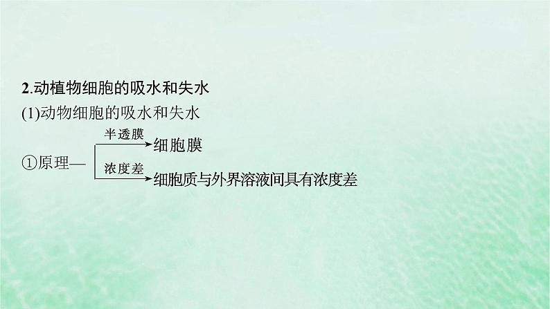 适用于新教材2024版高考生物一轮总复习第2单元细胞的基本结构及物质运输第8讲水进出细胞的原理课件新人教版07