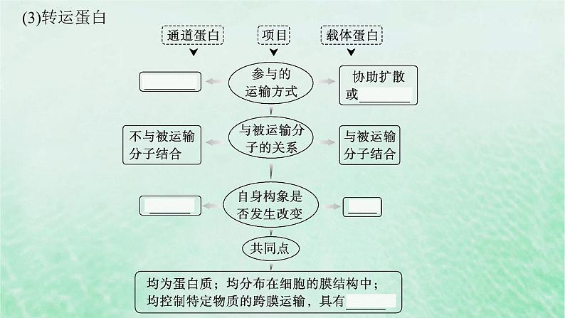 适用于新教材2024版高考生物一轮总复习第2单元细胞的基本结构及物质运输第9讲物质出入细胞的方式及影响因素课件新人教版第7页