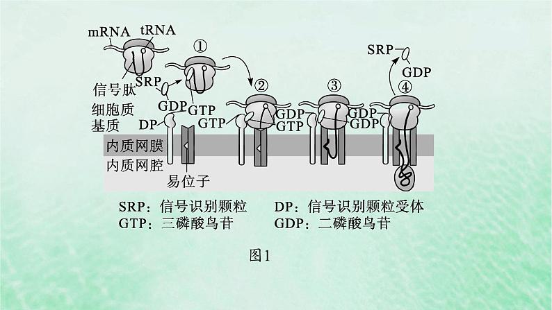 适用于新教材2024版高考生物一轮总复习第2单元细胞的基本结构及物质运输情境突破课1囊泡运输及细胞自噬课件新人教版第3页