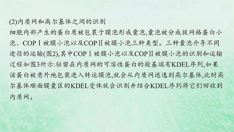 适用于新教材2024版高考生物一轮总复习第2单元细胞的基本结构及物质运输情境突破课1囊泡运输及细胞自噬课件新人教版第4页