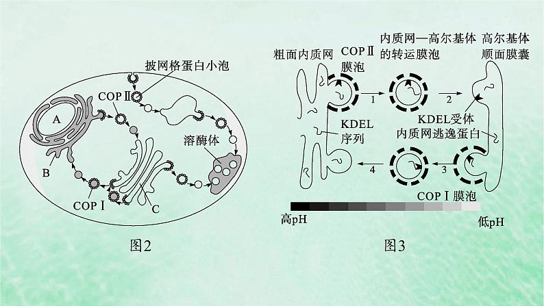 适用于新教材2024版高考生物一轮总复习第2单元细胞的基本结构及物质运输情境突破课1囊泡运输及细胞自噬课件新人教版第5页