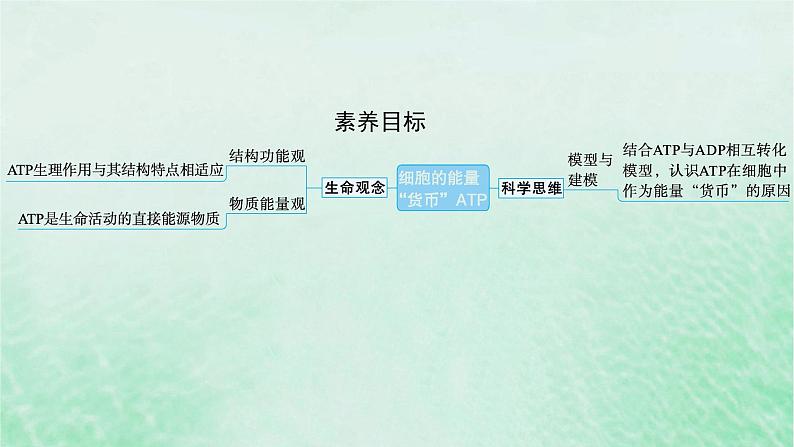 适用于新教材2024版高考生物一轮总复习第3单元细胞的代谢第11讲细胞的能量“货币”ATP课件新人教版02