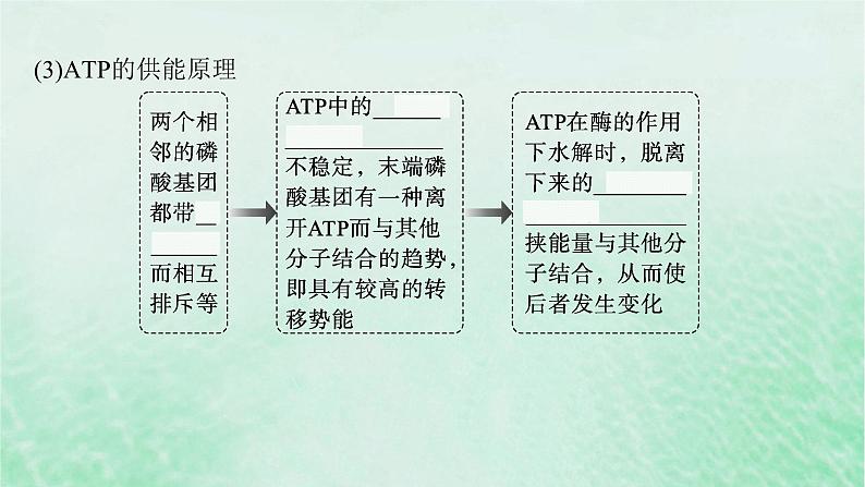 适用于新教材2024版高考生物一轮总复习第3单元细胞的代谢第11讲细胞的能量“货币”ATP课件新人教版08